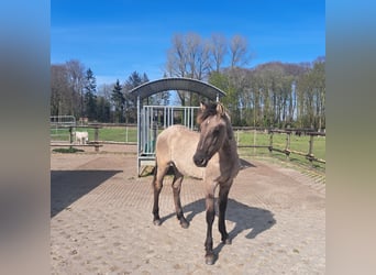 Mustang (amerikanisch), Hengst, 1 Jahr, 155 cm, Grullo