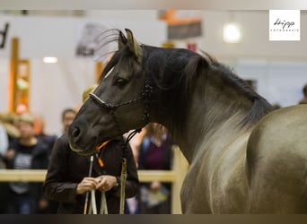 Mustang (amerikanisch), Hengst, 1 Jahr, 155 cm, Grullo