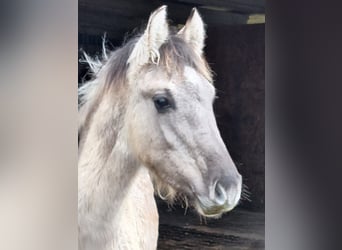 Mustang (amerikanisch), Hengst, 1 Jahr, Grullo