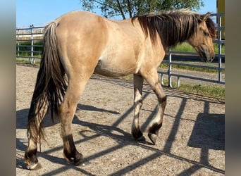 Mustang (amerikanisch), Hengst, 2 Jahre, 158 cm, Hellbrauner