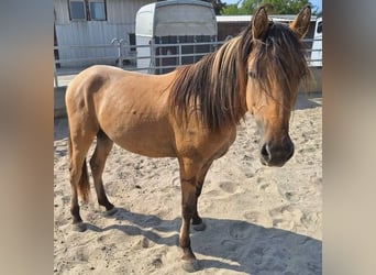 Mustang (amerikanisch), Hengst, 2 Jahre, 158 cm, Hellbrauner