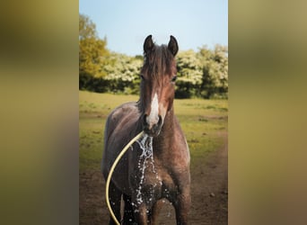 Mustang (amerikanisch), Hengst, 3 Jahre, 150 cm, Roan-Bay