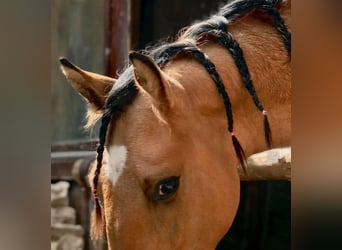 Mustang (amerikanisch), Hengst, 6 Jahre, 149 cm, Buckskin