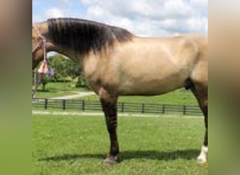 Mustang (amerikanisch), Hengst, 9 Jahre, 152 cm, Tobiano-alle-Farben