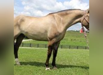 Mustang (amerikanisch), Hengst, 9 Jahre, 152 cm, Tobiano-alle-Farben