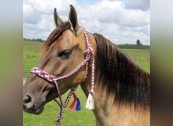 Mustang (amerikanisch), Hengst, 9 Jahre, 152 cm, Tobiano-alle-Farben