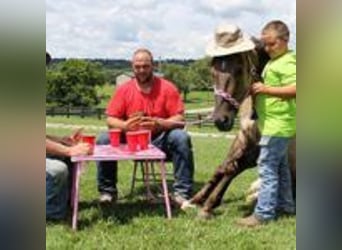 Mustang (amerikanisch), Hengst, 9 Jahre, 152 cm, Tobiano-alle-Farben