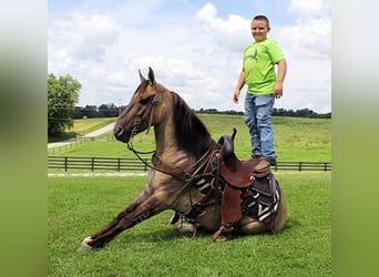 Mustang (amerikanisch), Hengst, 9 Jahre, 152 cm, Tobiano-alle-Farben