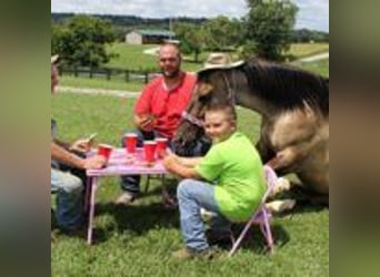 Mustang (amerikanisch), Hengst, 9 Jahre, 152 cm, Tobiano-alle-Farben