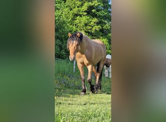Mustang (amerikanisch), Hengst, 5 Jahre, 150 cm, Falbe