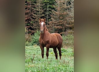 Mustang (amerikanisch), Hengst, Fohlen (05/2025), 152 cm, Dunkelfuchs
