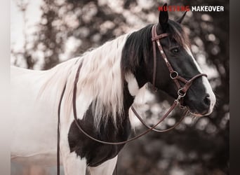 Mustang (amerikanisch), Stute, 10 Jahre, 140 cm, Schecke