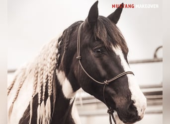 Mustang (amerikanisch), Stute, 10 Jahre, 140 cm, Schecke