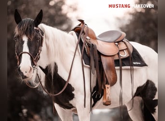 Mustang (amerikanisch), Stute, 10 Jahre, 140 cm, Schecke