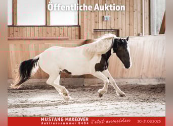 Mustang (amerikanisch), Stute, 10 Jahre, 140 cm, Schecke