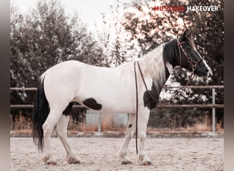 Mustang (amerikanisch), Stute, 10 Jahre, 140 cm, Schecke