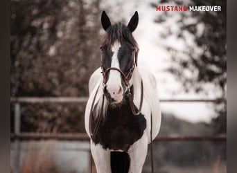 Mustang (amerikanisch), Stute, 10 Jahre, 140 cm, Schecke