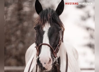 Mustang (amerikanisch), Stute, 10 Jahre, 140 cm, Schecke