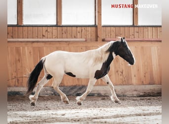 Mustang (amerikanisch), Stute, 10 Jahre, 140 cm, Schecke