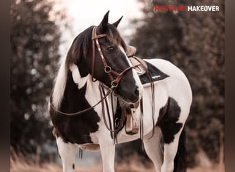 Mustang (amerikanisch), Stute, 10 Jahre, 140 cm, Schecke