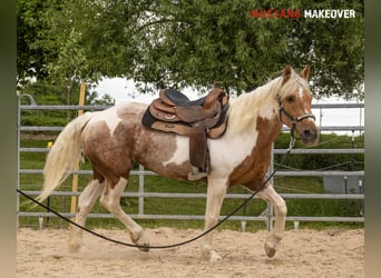 Mustang (amerikanisch), Stute, 10 Jahre, 151 cm, Tovero-alle-Farben