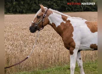 Mustang (amerikanisch), Stute, 10 Jahre, 151 cm, Tovero-alle-Farben