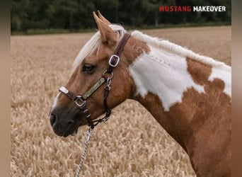 Mustang (amerikanisch), Stute, 10 Jahre, 151 cm, Tovero-alle-Farben