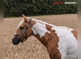 Mustang (amerikanisch), Stute, 10 Jahre, 151 cm, Tovero-alle-Farben