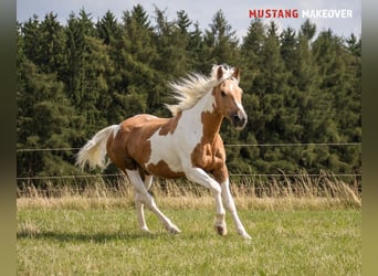 Mustang (amerikanisch), Stute, 10 Jahre, 151 cm, Tovero-alle-Farben