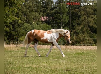 Mustang (amerikanisch), Stute, 10 Jahre, 151 cm, Tovero-alle-Farben