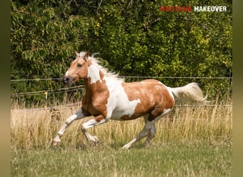 Mustang (amerikanisch), Stute, 10 Jahre, 151 cm, Tovero-alle-Farben