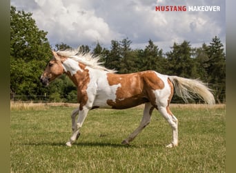 Mustang (amerikanisch), Stute, 10 Jahre, 151 cm, Tovero-alle-Farben