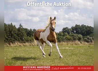 Mustang (amerikanisch), Stute, 10 Jahre, 151 cm, Tovero-alle-Farben
