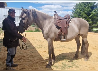 Mustang (amerikanisch), Stute, 12 Jahre, 157 cm, Grullo