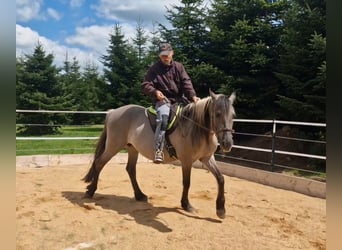 Mustang (amerikanisch), Stute, 12 Jahre, 157 cm, Grullo