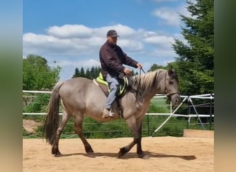 Mustang (amerikanisch), Stute, 12 Jahre, 157 cm, Grullo