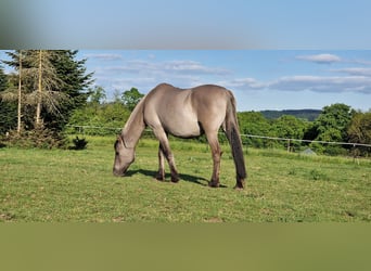 Mustang (amerikanisch), Stute, 12 Jahre, 157 cm, Grullo