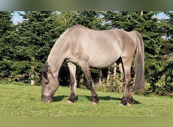 Mustang (amerikanisch), Stute, 12 Jahre, 157 cm, Grullo