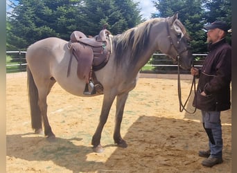 Mustang (amerikanisch), Stute, 12 Jahre, 157 cm, Grullo