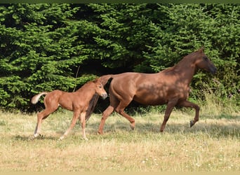 Mustang (amerikanisch), Stute, 13 Jahre, 153 cm, Dunkelfuchs