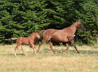 Mustang (amerikanisch), Stute, 13 Jahre, 153 cm, Dunkelfuchs