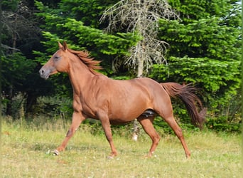 Mustang (amerikanisch), Stute, 13 Jahre, 153 cm, Dunkelfuchs