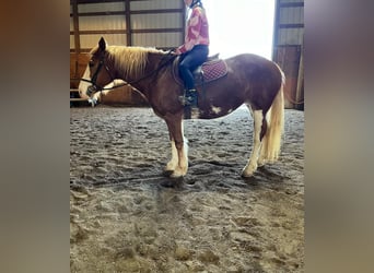 Mustang (amerikanisch), Stute, 14 Jahre, Dunkelfuchs