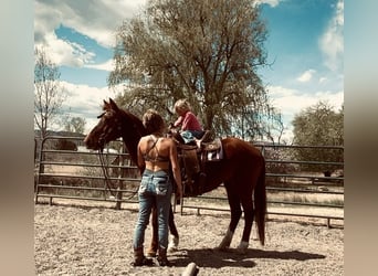 Mustang (amerikanisch), Stute, 15 Jahre, 150 cm, Rotfuchs