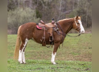 Mustang (amerikanisch), Stute, 15 Jahre, Dunkelfuchs