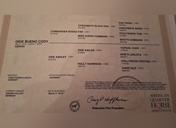 Mustang (amerikanisch) Mix, Stute, 1 Jahr, 153 cm, Fuchs