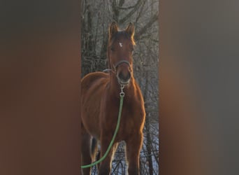 Mustang (amerikanisch), Stute, 1 Jahr, 155 cm, Falbe