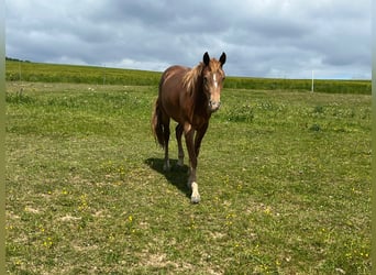 Mustang (amerikanisch), Stute, 2 Jahre, 150 cm, Dunkelfuchs