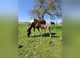 Mustang (amerikanisch), Stute, 2 Jahre, 155 cm