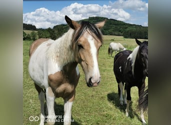Mustang (amerikanisch) Mix, Stute, 2 Jahre, 160 cm, Palomino